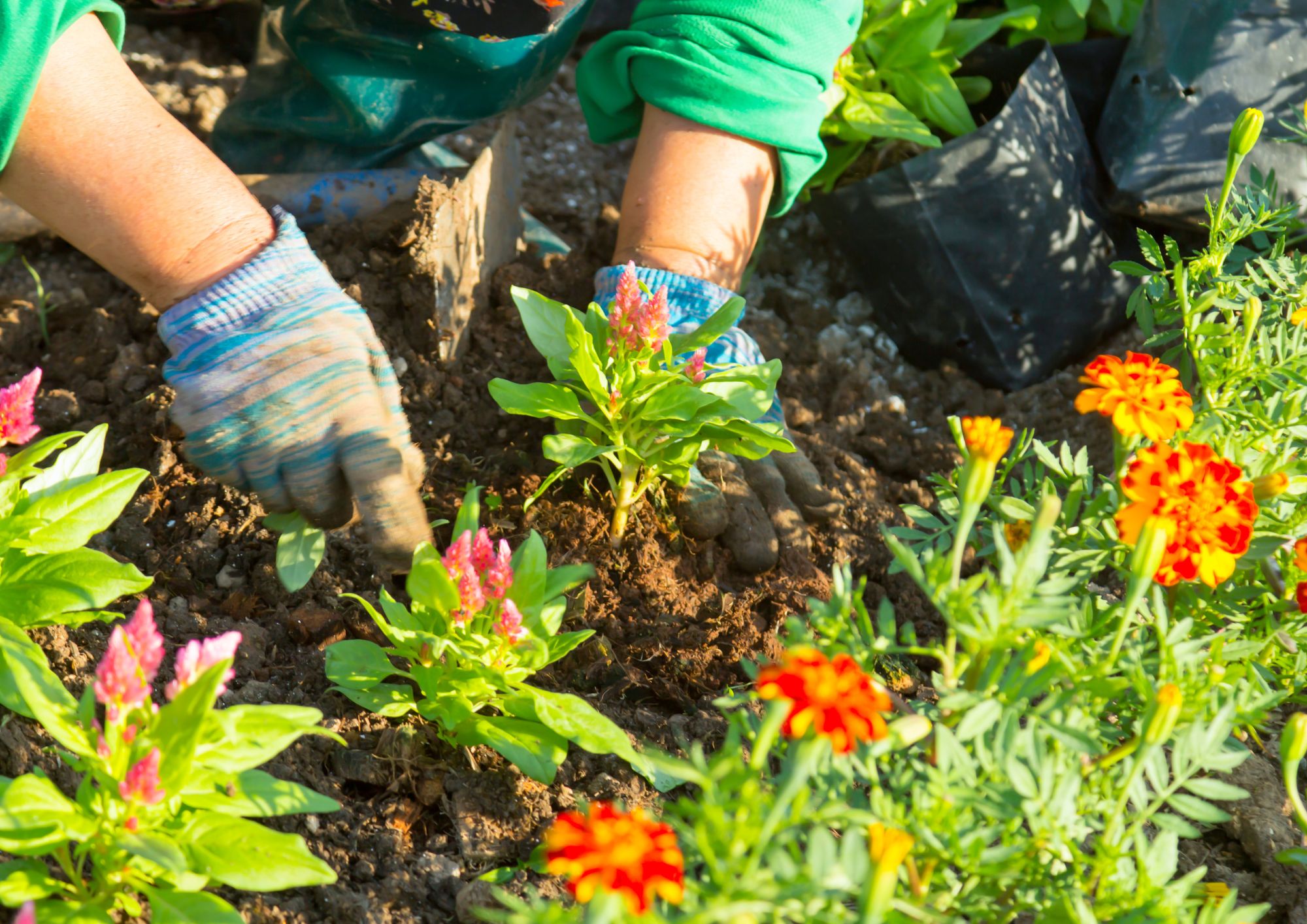 איך לגדל ירקות בבית